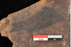 Foto (Detailsansicht) von Quercus palaeoilex Ettingshausen (NHMW-GEO-2024-0188-0898)